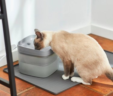 July Pet Hydration Awareness Month: Massive Chewy Sale on Pet Essentials