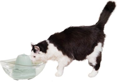 July Pet Hydration Awareness Month: Massive Chewy Sale on Pet Essentials