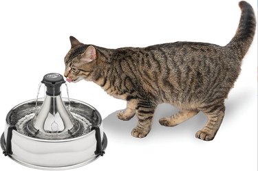 July Pet Hydration Awareness Month: Massive Chewy Sale on Pet Essentials