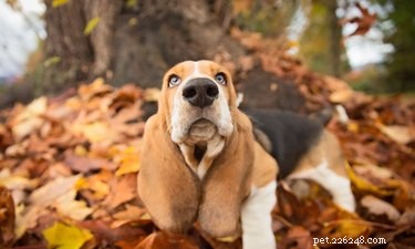 What Do Dogs Actually Hear? Exploring Their Super‑High Frequency Hearing