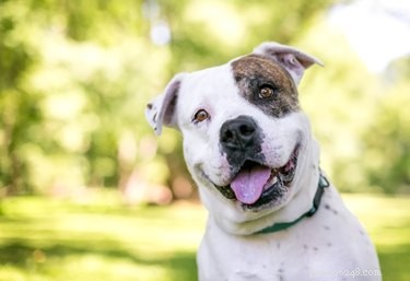 What Do Dogs Actually Hear? Exploring Their Super‑High Frequency Hearing