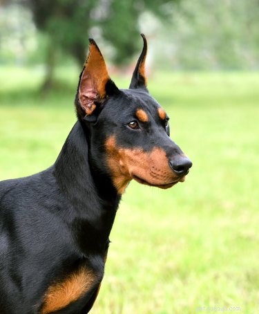 What Do Dogs Actually Hear? Exploring Their Super‑High Frequency Hearing
