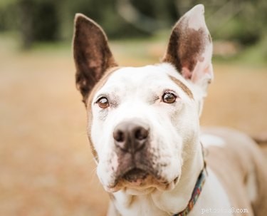 What Do Dogs Actually Hear? Exploring Their Super‑High Frequency Hearing
