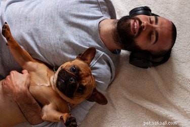 What Do Dogs Actually Hear? Exploring Their Super‑High Frequency Hearing