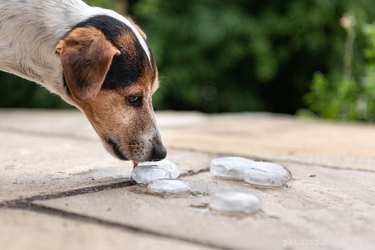 DIY Frozen Treasure Game: Easy, Safe Enrichment for Your Dog