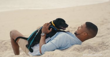 Top Water Safety Gear for Dogs: Life Vests, Freshwater & More