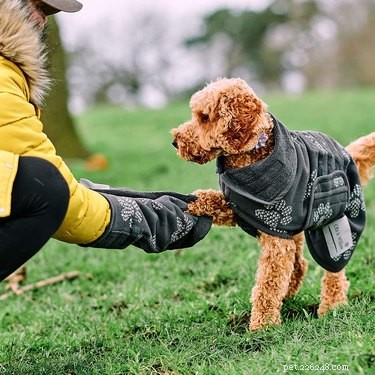Top Water Safety Gear for Dogs: Life Vests, Freshwater & More