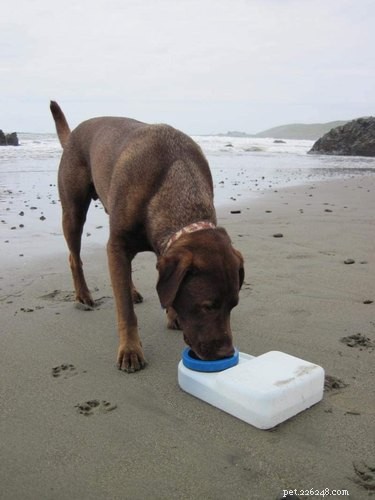 Top Water Safety Gear for Dogs: Life Vests, Freshwater & More