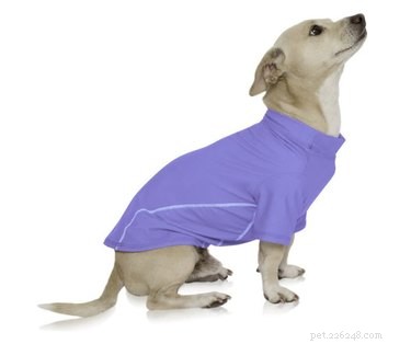 Top Water Safety Gear for Dogs: Life Vests, Freshwater & More
