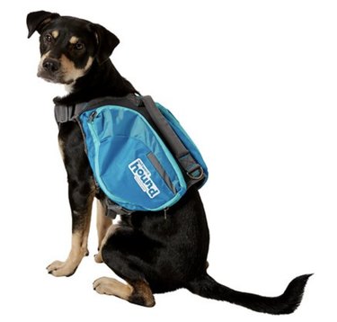 Top Hiking Gear for Dogs & Their Humans: Safe & Fun Outdoor Adventures