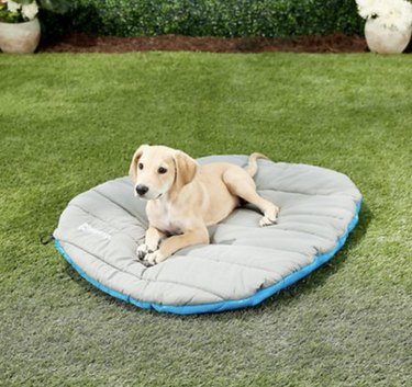 Top Hiking Gear for Dogs & Their Humans: Safe & Fun Outdoor Adventures