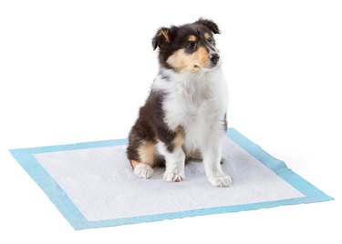 Prime Day 2021: Exclusive Deals on Premium Dog Products