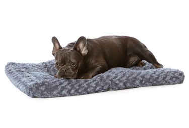 Prime Day 2021: Exclusive Deals on Premium Dog Products