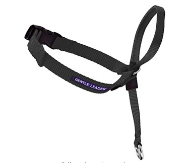 Prime Day 2021: Exclusive Deals on Premium Dog Products