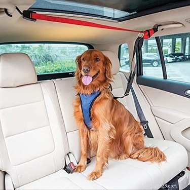 Prime Day 2021: Exclusive Deals on Premium Dog Products
