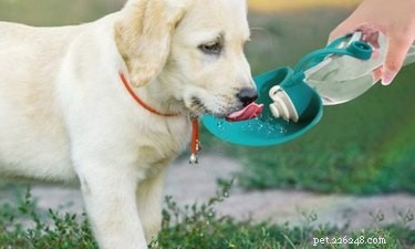 Prime Day 2021: Exclusive Deals on Premium Dog Products