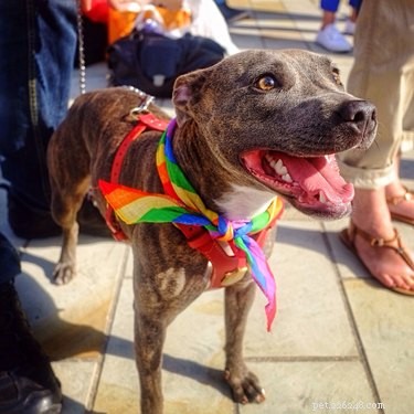 Bringing Your Dog to Pride: What You Need to Know