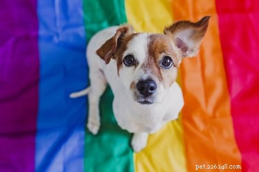 Bringing Your Dog to Pride: What You Need to Know