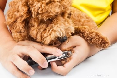 Top Dog Nail Trimming Products Recommended by Professional Groomers