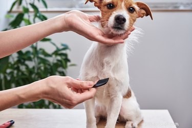 Understanding Dog Coat Types: A Guide to Undercoat, Double Coat, and More