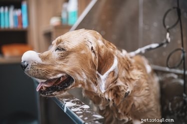 Understanding Dog Coat Types: A Guide to Undercoat, Double Coat, and More