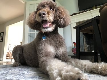 Understanding Dog Coat Types: A Guide to Undercoat, Double Coat, and More