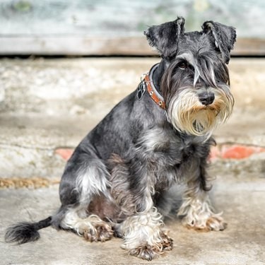Understanding Dog Coat Types: A Guide to Undercoat, Double Coat, and More