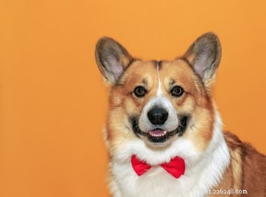 Understanding Dog Coat Types: A Guide to Undercoat, Double Coat, and More
