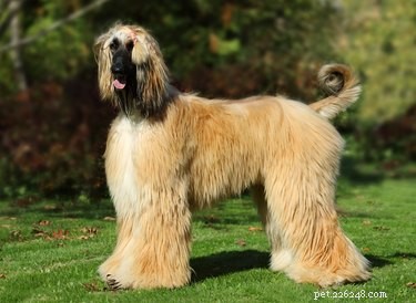 Understanding Dog Coat Types: A Guide to Undercoat, Double Coat, and More