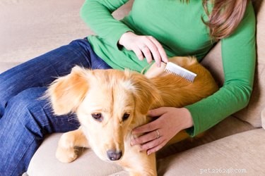 Expert‑Recommended Dog Brushes for Every Fur Type