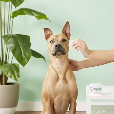 Essential Grooming Tools for Your New Dog: A Complete Starter Guide