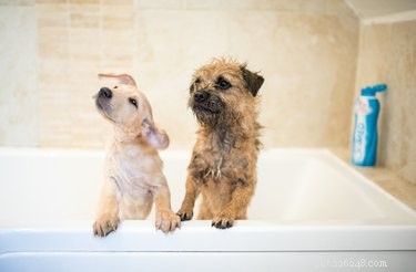 Essential Grooming Tools for Your New Dog: A Complete Starter Guide