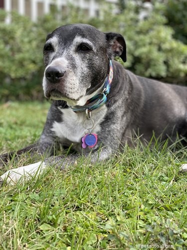 Top 10 Dog ID Tags for Safety & Style