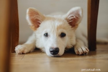 Build a Safe Indoor Agility Course for Your Dog – Easy Steps & Tips