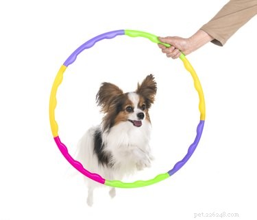 Build a Safe Indoor Agility Course for Your Dog – Easy Steps & Tips