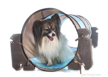 Build a Safe Indoor Agility Course for Your Dog – Easy Steps & Tips