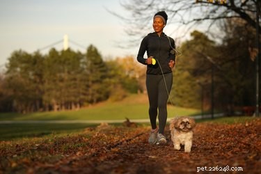 Build a Safe Indoor Agility Course for Your Dog – Easy Steps & Tips