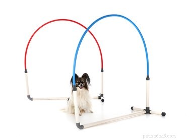 Build a Safe Indoor Agility Course for Your Dog – Easy Steps & Tips