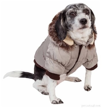 8 Essential Winter Gear Items Every Dog Needs