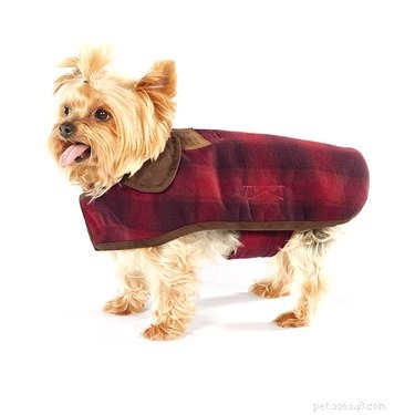8 Essential Winter Gear Items Every Dog Needs
