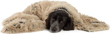8 Essential Winter Gear Items Every Dog Needs
