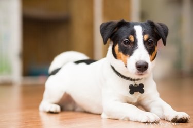 Do Dogs Truly Enjoy Wearing Collars? A Professional Guide