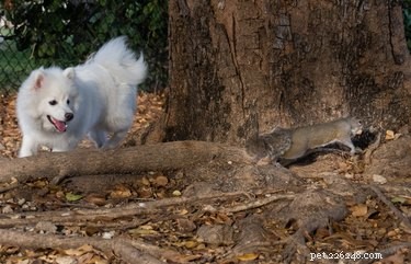 How to Handle Your Dog Capturing a Squirrel Safely
