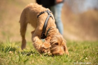 New Study Shows Dogs Use Earth s Magnetic Field to Navigate