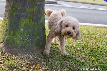 New Study Shows Dogs Use Earth s Magnetic Field to Navigate