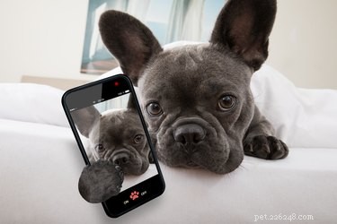 Can Dogs Recognize Your Voice Over the Phone? Discover the Science