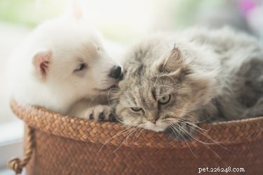 The Science Behind Cross‑Species Friendships