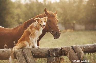 The Science Behind Cross‑Species Friendships