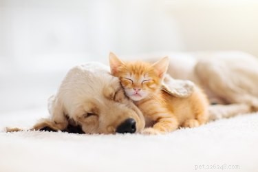The Science Behind Cross‑Species Friendships