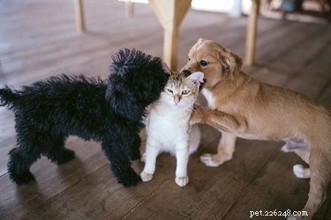 The Science Behind Cross‑Species Friendships
